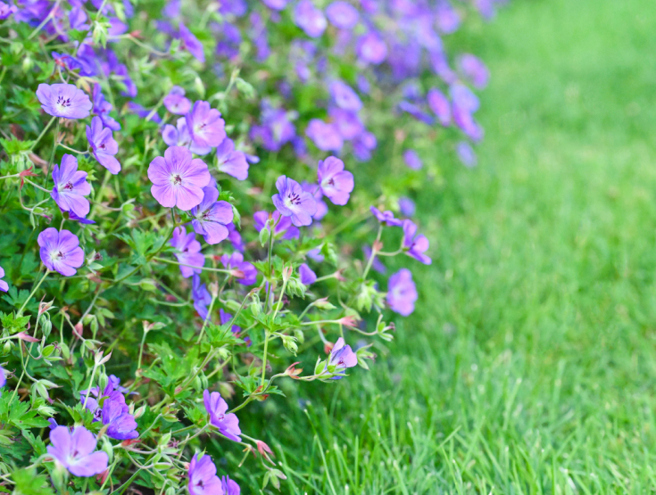 Close-up image with half showing wild violets and the other half showing a lush, green lawn