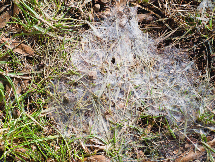 Close-up of snow mold on a lawn