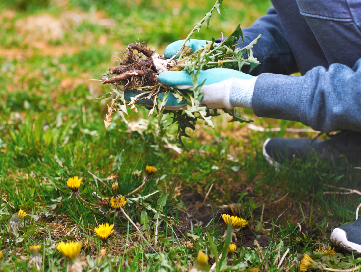 Someone wearing gloves holding weeds they've pulled out of the soil