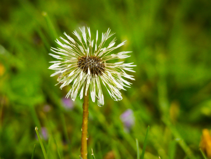 Dandelion in white puff stage as a pappus