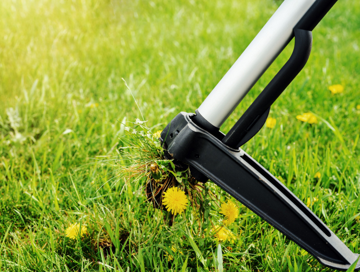 A weed puller pulling up dandelions from a lawn