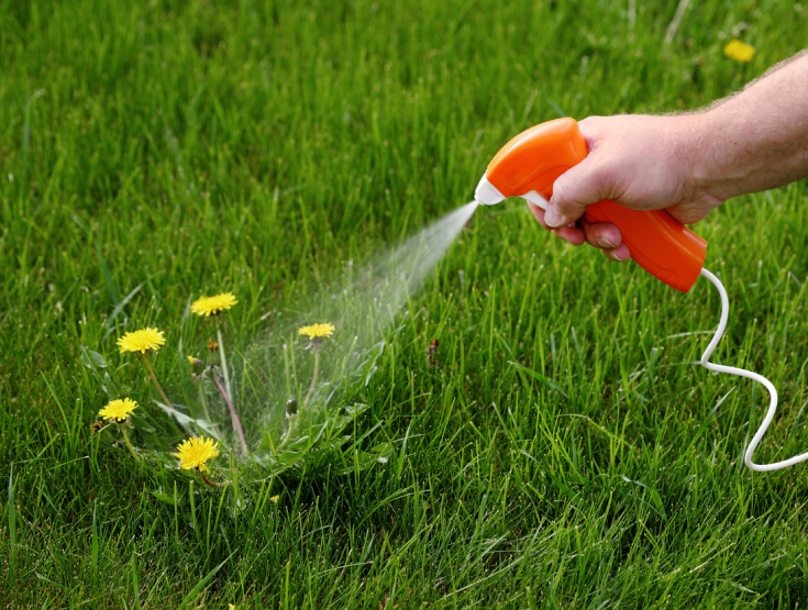 Spraying dandelion weeds with weed control spray