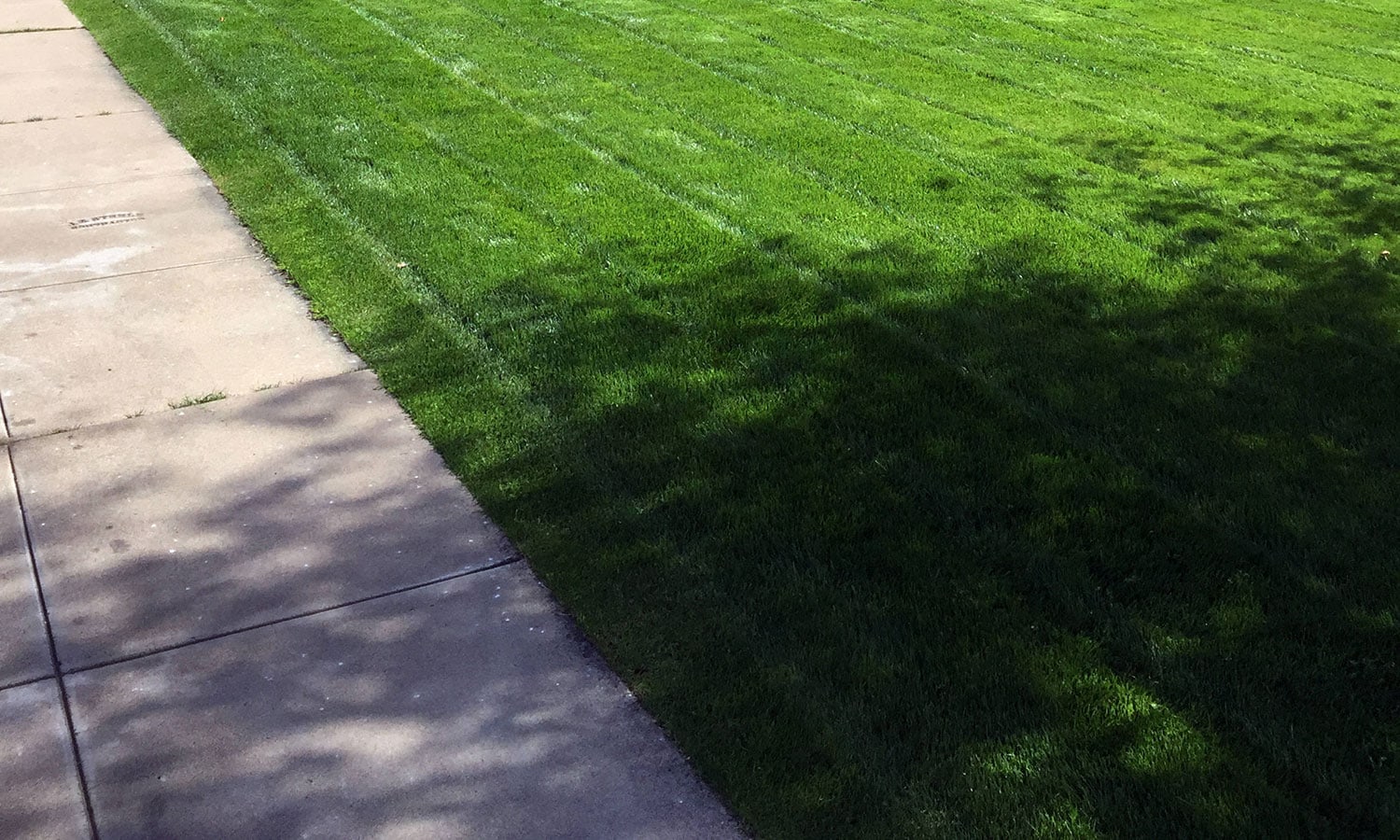 <p>freshly mowed lawn with a sidewalk on the left</p>