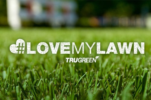 <p>Love My Lawn contest</p>