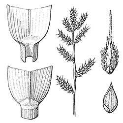 Barnyardgrass Illustration