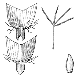 Bermudagrass Illustration