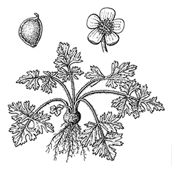 Bulbous Buttercup Illustration