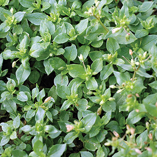 Common Chickweed