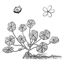 Common Mallow Illustration