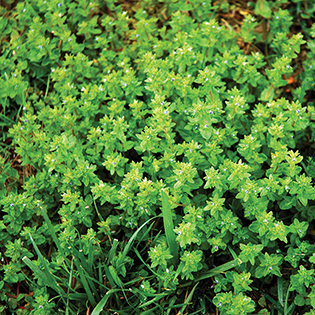 https://tg-cdn-qa.azureedge.net/sites/default/files/images/paragraph/lawn-maintenance-carousel/Corn-Speedwell_Quick-View_315x315.jpg