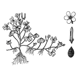 Creeping Oxalis Illustration