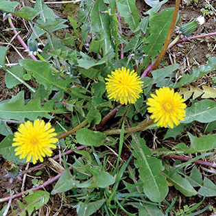 Dandelion