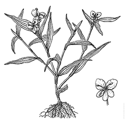 Dayflower Illustration