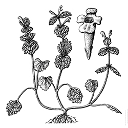 Henbit Illustration