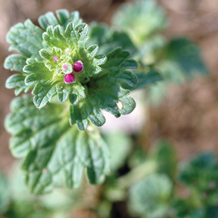 https://tg-cdn-qa.azureedge.net/sites/default/files/images/paragraph/lawn-maintenance-carousel/Henbit_Quick-View_315x315_3.jpg