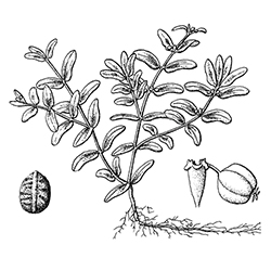 Hyssop Spurge Illustration