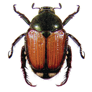 https://tg-cdn-qa.azureedge.net/sites/default/files/images/paragraph/lawn-maintenance-carousel/Japanese-Beetle_Quick-View_315x315.jpg