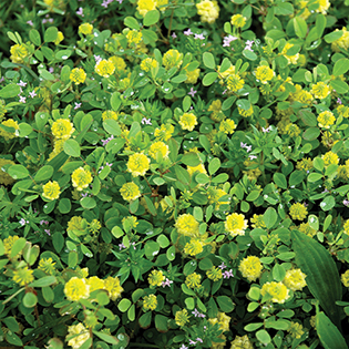 https://tg-cdn-qa.azureedge.net/sites/default/files/images/paragraph/lawn-maintenance-carousel/Large-Hop-Clover_Quick-View_315x315.jpg