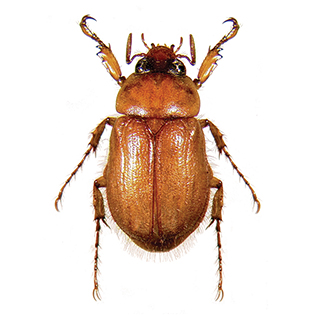 https://tg-cdn-qa.azureedge.net/sites/default/files/images/paragraph/lawn-maintenance-carousel/Masked-Chafer_Quick-View_315x315.jpg