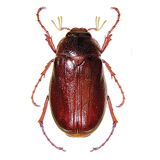 https://tg-cdn-qa.azureedge.net/sites/default/files/images/paragraph/lawn-maintenance-carousel/May_June-Beetle_Quick-View_315x315.jpg