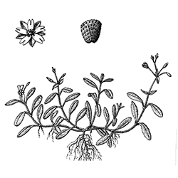 Mouse-ear Chickweed Illustration