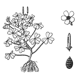 Oxalis Illustration