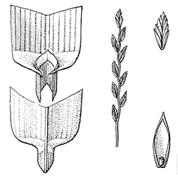 Perennial Ryegrass Illustration