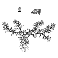 Prostrate Spurge Illustration