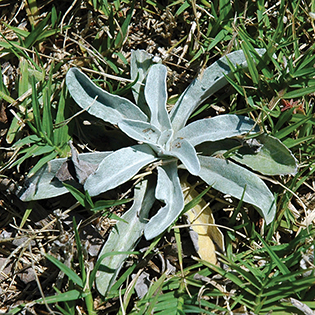 https://tg-cdn-qa.azureedge.net/sites/default/files/images/paragraph/lawn-maintenance-carousel/Purple-Cudweed_Quick-View_315x315.jpg