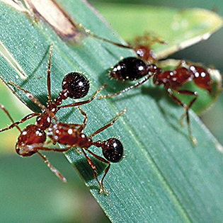 https://tg-cdn-qa.azureedge.net/sites/default/files/images/paragraph/lawn-maintenance-carousel/Red-Imported-Fire-Ant_Quick-View_315x315.jpg