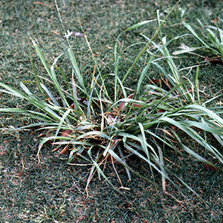 https://tg-cdn-qa.azureedge.net/sites/default/files/images/paragraph/lawn-maintenance-carousel/Smutgrass_Quick-View_315x315.jpg