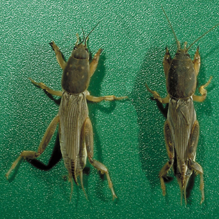 https://tg-cdn-qa.azureedge.net/sites/default/files/images/paragraph/lawn-maintenance-carousel/Southern-Mole-Cricket_Quick-View_315x315.jpg