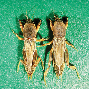 https://tg-cdn-qa.azureedge.net/sites/default/files/images/paragraph/lawn-maintenance-carousel/Tawny-Mole-Cricket_Quick-View_315x315.jpg