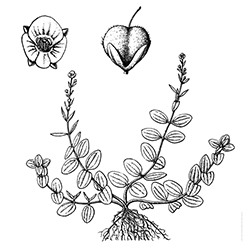 Thymeleaf Speedwell Illustration