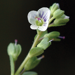 https://tg-cdn-qa.azureedge.net/sites/default/files/images/paragraph/lawn-maintenance-carousel/Thymeleaf-Speedwell_Quick-View_315x315.jpg