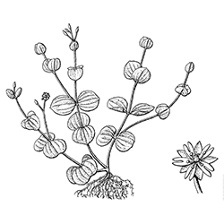 Tropical Chickweed Illustration