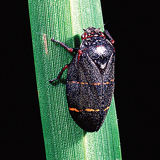 https://tg-cdn-qa.azureedge.net/sites/default/files/images/paragraph/lawn-maintenance-carousel/Two-Lined-Spittlebug_Quick-View_315x315.jpg