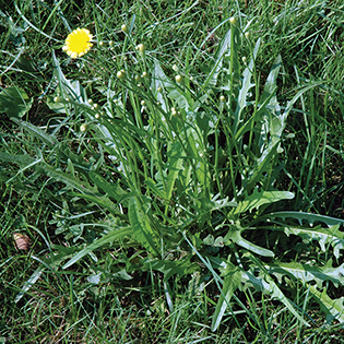 https://tg-cdn-qa.azureedge.net/sites/default/files/images/paragraph/lawn-maintenance-carousel/Virginia-Dwarf-Dandelion_Quick-View_315x315.jpg