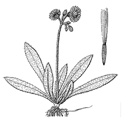 Yellow Hawkweed Illustration