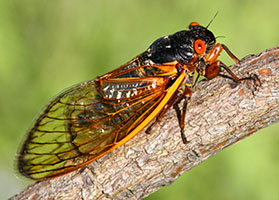 https://tg-cdn-qa.azureedge.net/sites/default/files/images/paragraph/lawn-maintenance-carousel/cicada.jpg