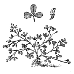 Lespedeza Illustration