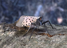 https://tg-cdn-qa.azureedge.net/sites/default/files/images/paragraph/lawn-maintenance-carousel/spotted%20lanternfly.jpg