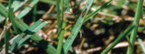 Leaf Spot